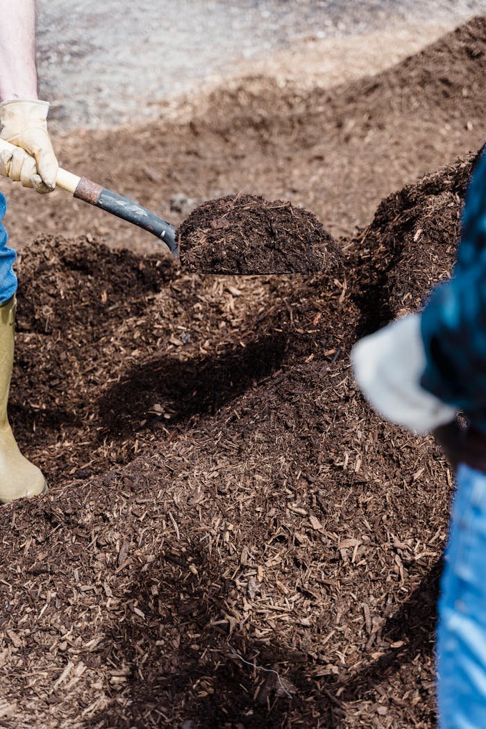 Close-up of a person shoveling compost in an outdoor garden setting, indicative of gardening or agriculture.